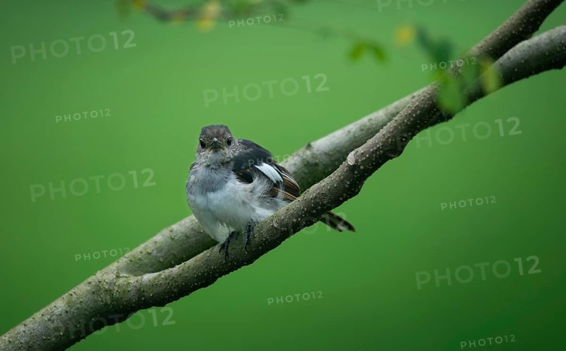 A small Oriental magpie-robin (Copsychus saularis) perched on a branch against a softly blurred green background, Dhaka, Bangladesh