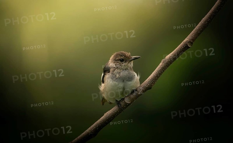 A small Oriental magpie-robin (Copsychus saularis) perched on a branch against a softly blurred green background, Dhaka, Bangladesh