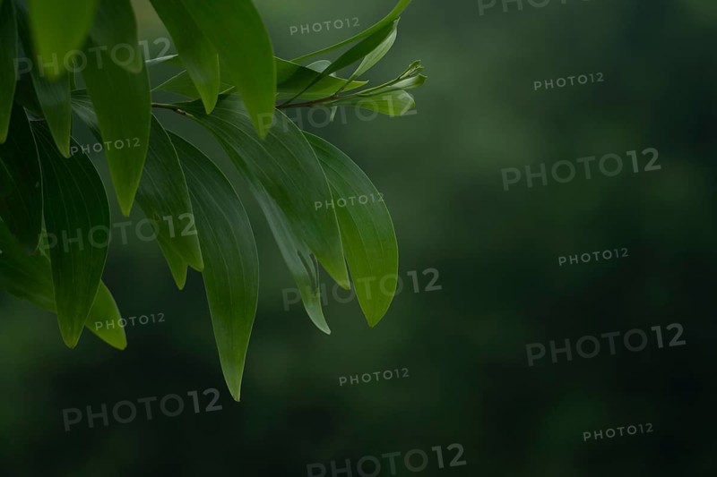 A close-up of Earleaf acacia (Acacia auriculiformis) leaf branch against a blurry natural background, Gazipur, Bangladesh