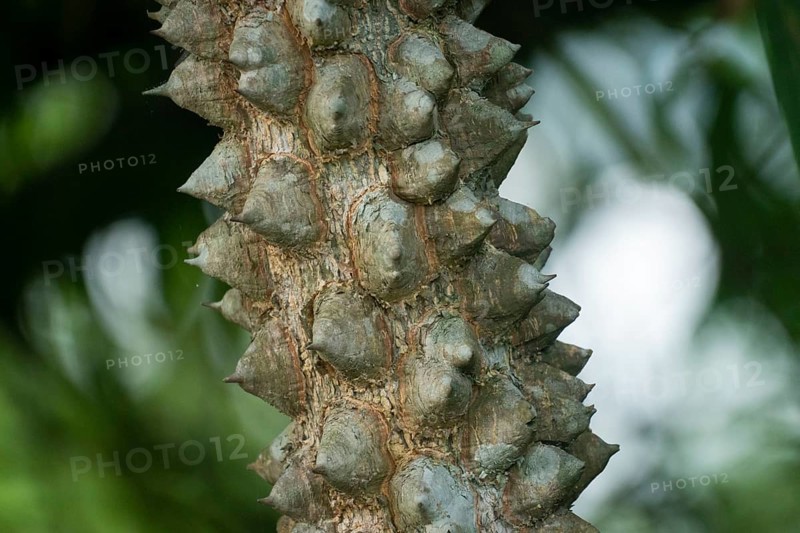 Close-up of a thorny tree trunk with spikes against a green, blurred background, Dhaka, Bangladesh