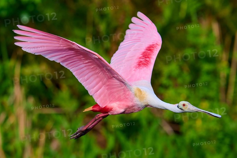 Roseate spoonbill in the air with spread pink wings against a natural backdrop, Roseate spoonbill (Ajaja ajaja), Orlando Wetlands, Christmas, Florida, USA