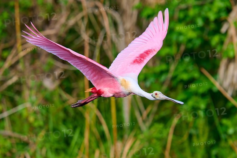 Flying pink bird shows vitality in a green natural landscape, Roseate Spoonbill (Ajaja ajaja), Orlando Wetlands, Christmas, Florida, USA