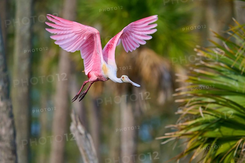 Pink bird flying high in a natural environment full of trees, Roseate Spoonbill (Ajaja ajaja), Orlando Wetlands, Christmas, Florida, USA