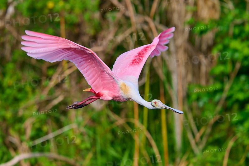 Pink bird energetically flying through a green natural scenery, Roseate Spoonbill (Ajaja ajaja), Orlando Wetlands, Christmas, Florida, USA