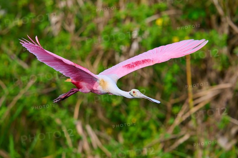 Pink bird in full motion flying through green nature, Roseate Spoonbill (Ajaja ajaja), Orlando Wetlands, Christmas, Florida, USA