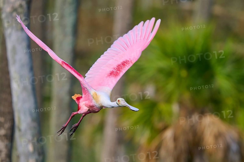 Pink bird flying through a natural environment with palm trees in the background, Roseate Spoonbill (Ajaja ajaja), Orlando Wetlands, Christmas, Florida, USA