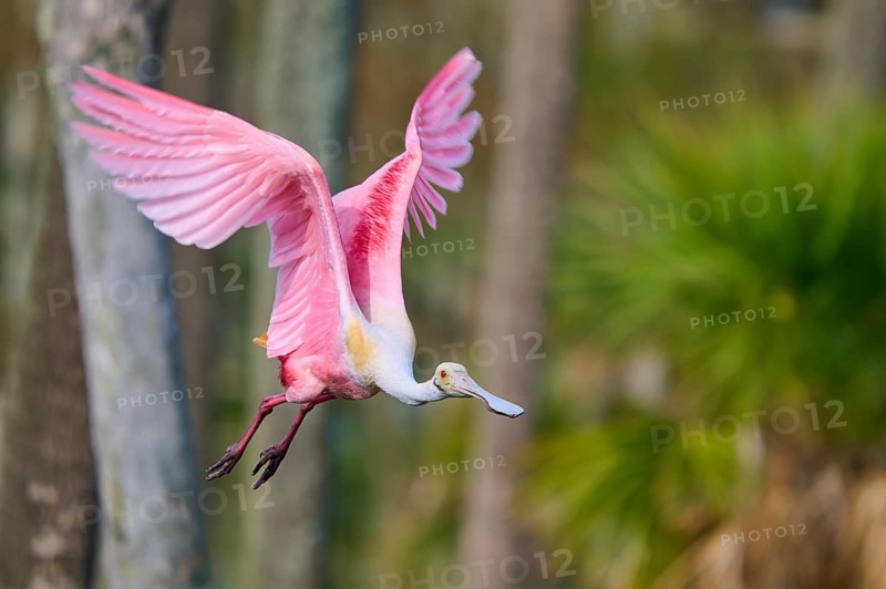 Dynamic image of a pink bird with flying wings in nature, Roseate Spoonbill (Ajaja ajaja), Orlando Wetlands, Christmas, Florida, USA