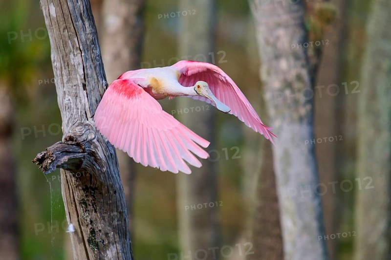 Bird with pink wings in flight next to a tree, symbolising freedom, Roseate Spoonbill (Ajaja ajaja), Orlando Wetlands, Christmas, Florida, USA