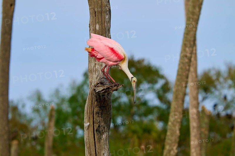 A bird with pink plumage looks into the distance from a tree trunk, Roseate Spoonbill (Ajaja ajaja), Orlando Wetlands, Christmas, Florida, USA