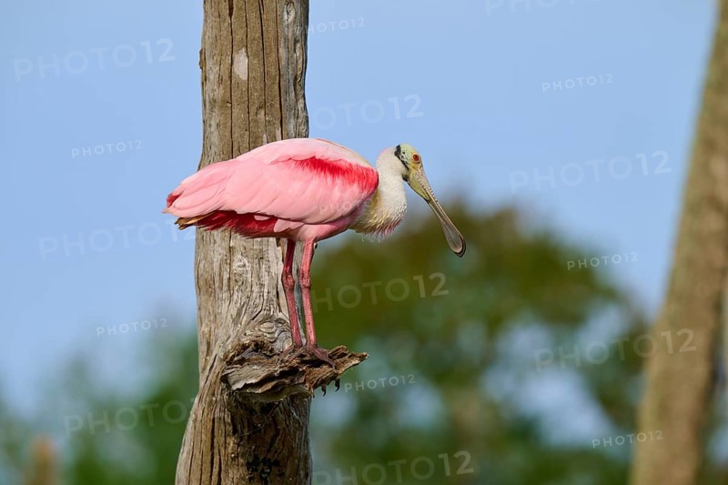 A bird with pink plumage sits on a tree trunk against a blue sky, Roseate Spoonbill (Ajaja ajaja), Orlando Wetlands, Christmas, Florida, USA
