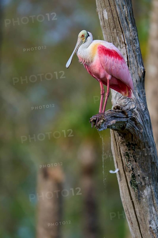 A pink bird sitting on a tree trunk in a natural environment, Roseate Spoonbill (Ajaja ajaja), Orlando Wetlands, Christmas, Florida, USA