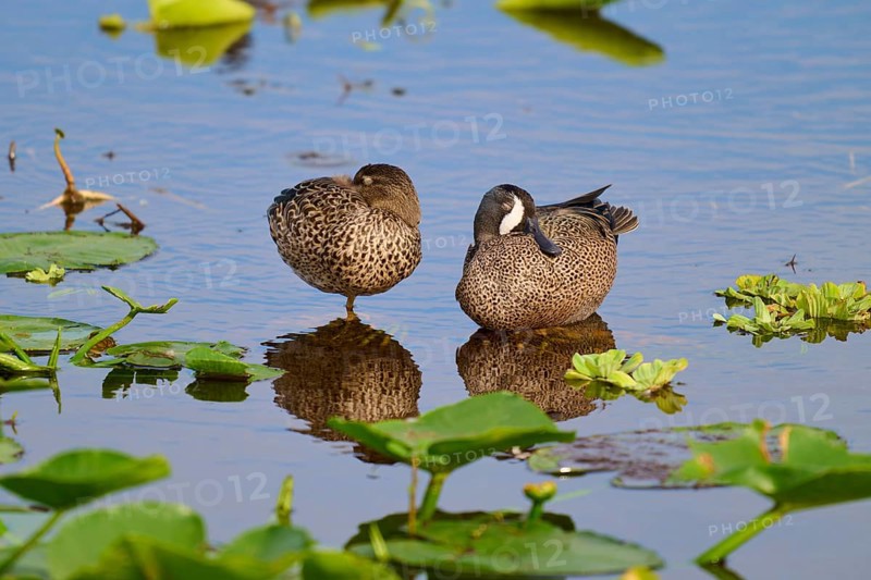 Two ducks in the water between green plants, resting peacefully and reflecting in the still water, Blue-winged Teal (Spatula discors), Orlando Wetlands, Christmas, Florida, USA