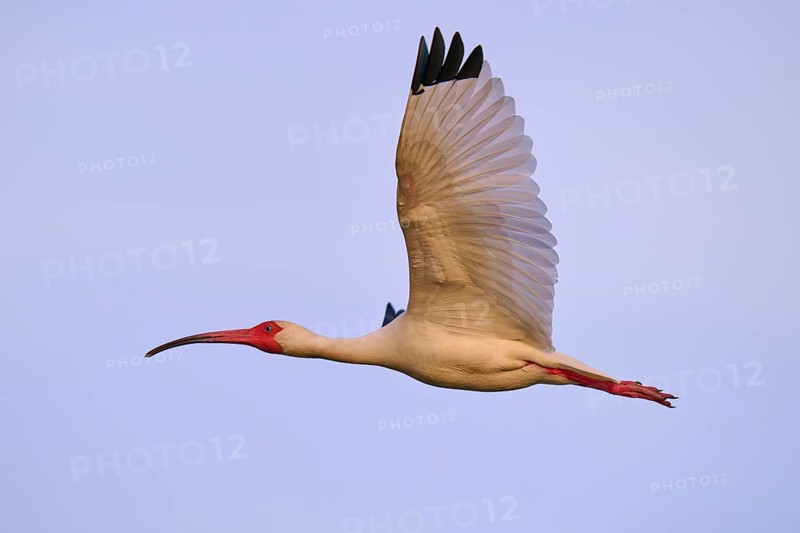 A white bird hovers in the blue sky with its red beak, White Ibis, Snowy Ibis (Eudocimus albu), Wakodahatchee Wetlands, Delray Beach, Florida, USA