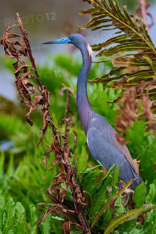 Bird sitting among plants with distinctive blue bill, Tricoloured Heron (Egretta tricolor), spring, Wakodahatchee Wetlands, Delray Beach, Florida, USA