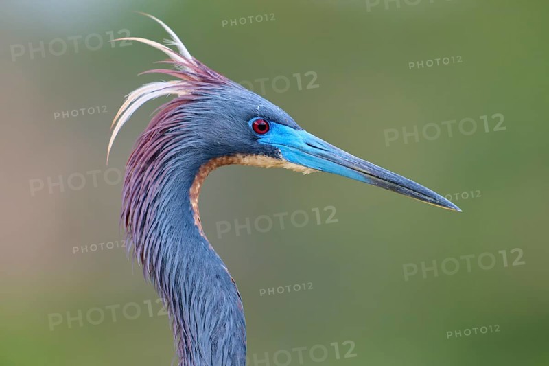 Close-up of a bird with blue feathers on a green background, Tricoloured Heron (Egretta tricolor), spring, Wakodahatchee Wetlands, Delray Beach, Florida, USA