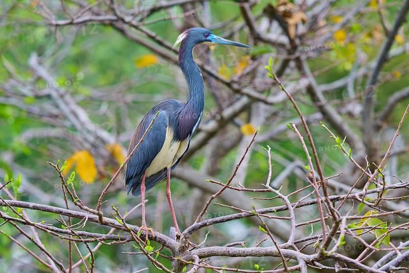 Bird with colourful feathers sitting on a branch in nature, Tricoloured Heron (Egretta tricolor), spring, Wakodahatchee Wetlands, Delray Beach, Florida, USA