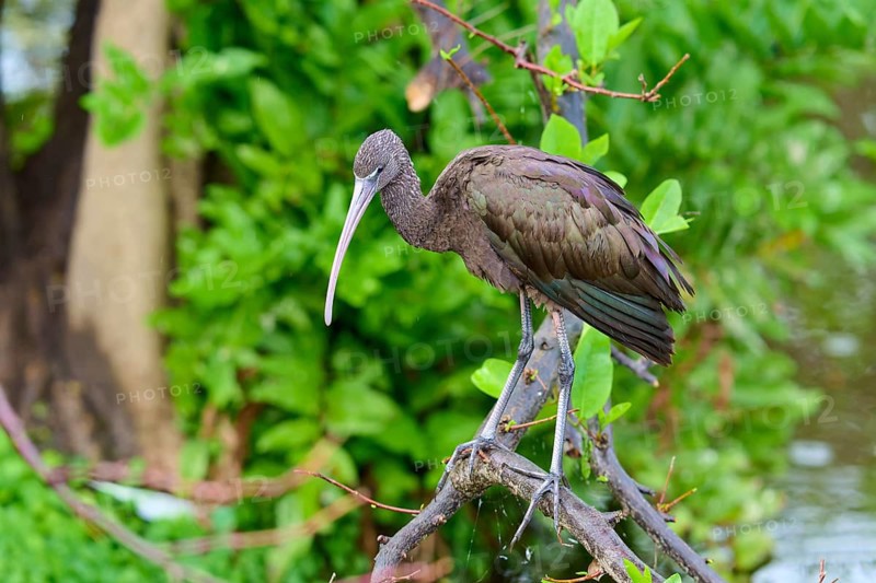 A bird on a branch surrounded by green leaves and water, Wattled Crane (Aramus guarauna), Wakodahatchee Wetlands, Delray Beach, Florida, USA