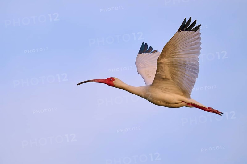 A bird with red beak and legs flies against a blue sky, White Ibis, Snowy Ibis (Eudocimus albu), Wakodahatchee Wetlands, Delray Beach, Florida, USA