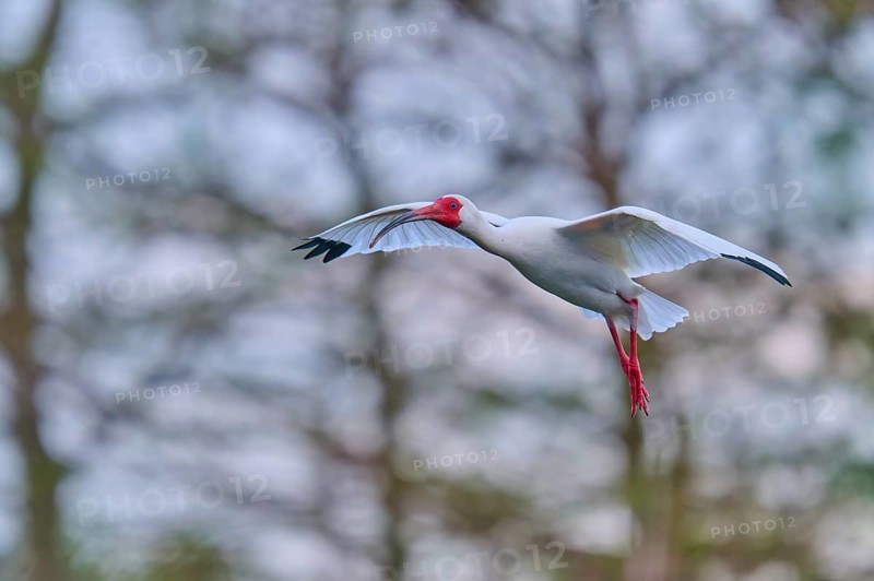 A white bird hovers with outstretched wings in front of a wooded background, White Ibis, Snow Ibis (Eudocimus albu), Wakodahatchee Wetlands, Delray Beach, Florida, USA