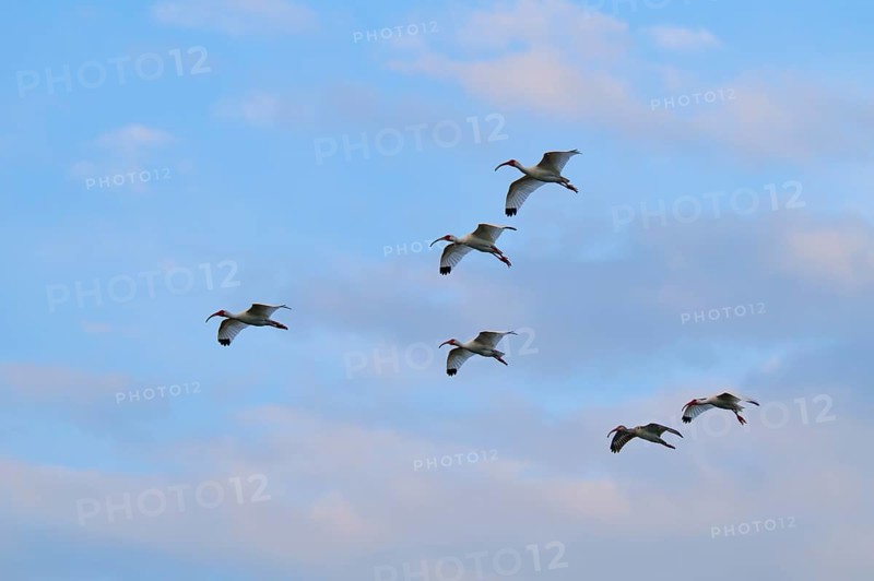A flock of birds flies high in a slightly cloudy sky, White Ibis, Snowy Ibis (Eudocimus albu), Wakodahatchee Wetlands, Delray Beach, Florida, USA