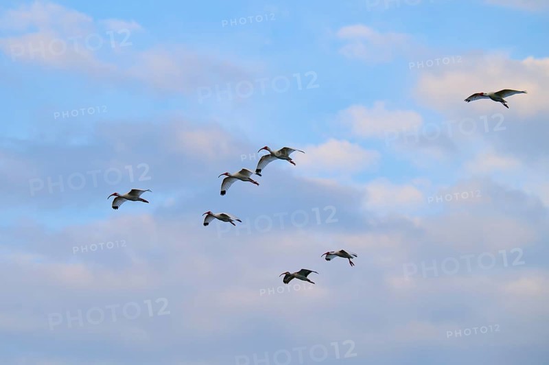 A group of birds flying under a blue, cloudy sky, White Ibis, Snowy Ibis (Eudocimus albu), Wakodahatchee Wetlands, Delray Beach, Florida, USA