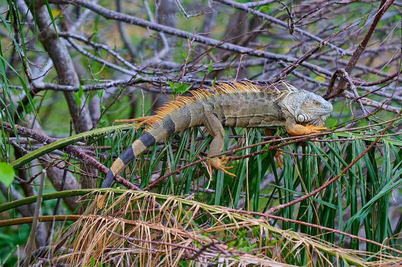 An iguana resting on branches surrounded by lush vegetation in the jungle, Common Green iguana (Iguana iguana), Wakodahatchee Wetlands, Delray Beach, Florida, USA