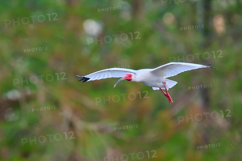 A white bird flies elegantly through a green forest, White Ibis, Snowy Ibis (Eudocimus albu), Wakodahatchee Wetlands, Delray Beach, Florida, USA