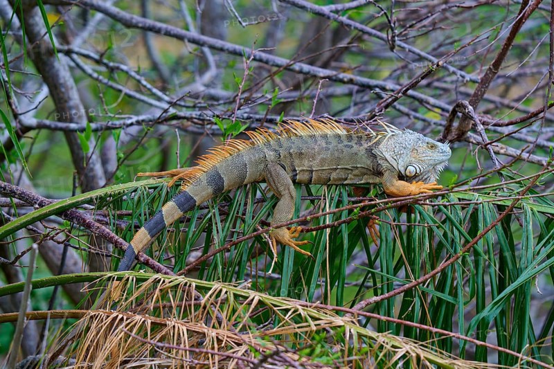 An iguana resting on branches surrounded by lush vegetation in the jungle, Common Green iguana (Iguana iguana), Wakodahatchee Wetlands, Delray Beach, Florida, USA