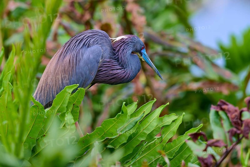 Bird with colourful feathers among dense plants in nature, Tricoloured Heron (Egretta tricolor), spring, Wakodahatchee Wetlands, Delray Beach, Florida, USA