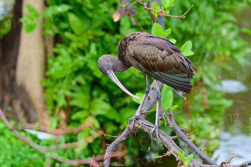 A bird sitting on a branch over water in a natural, green environment, Wattled Crane (Aramus guarauna), Wakodahatchee Wetlands, Delray Beach, Florida, USA