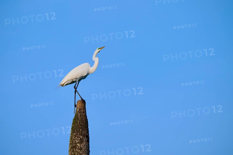 White bird on tree stump in front of blue sky, Great Egret (Egretta alba), Orlando Wetlands, Christmas, Florida, USA