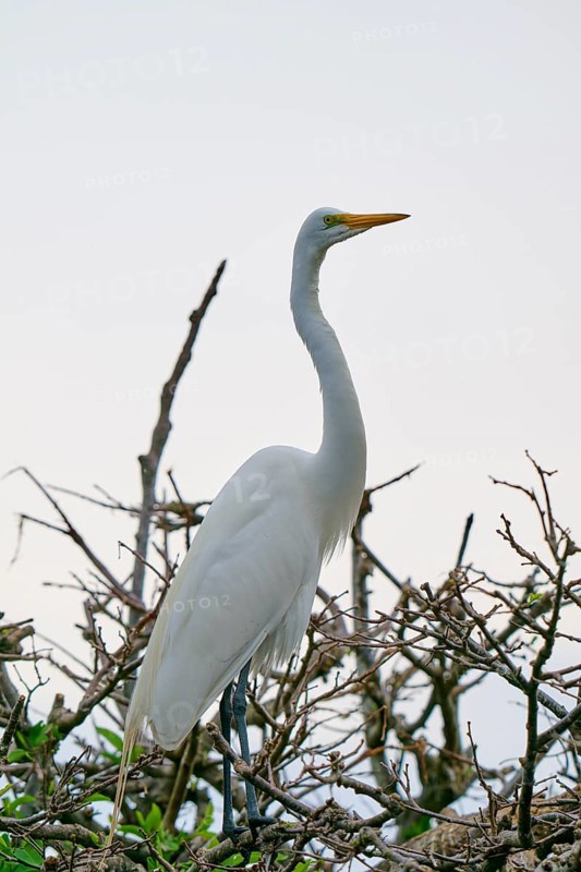 An upright white egret on branches, Great Egret (Egretta alba), Wakodahatchee Wetlands, Delray Beach, Florida, USA