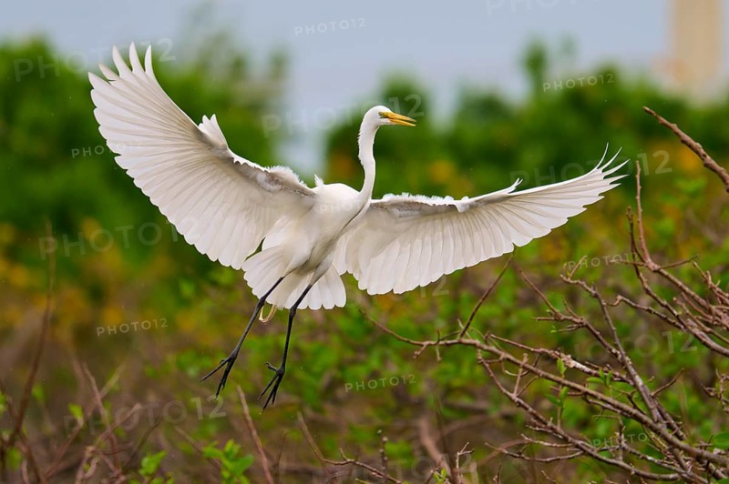 White heron in flight with wings spread over branches, Great Egret (Egretta alba), Wakodahatchee Wetlands, Delray Beach, Florida, USA