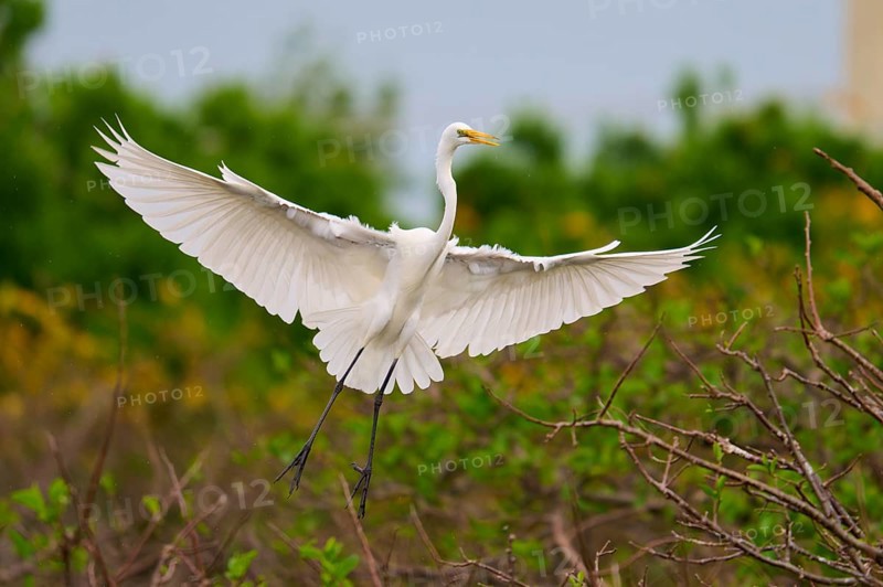 Heron in flight with outstretched wings over a green background, Great Egret (Egretta alba), Wakodahatchee Wetlands, Delray Beach, Florida, USA
