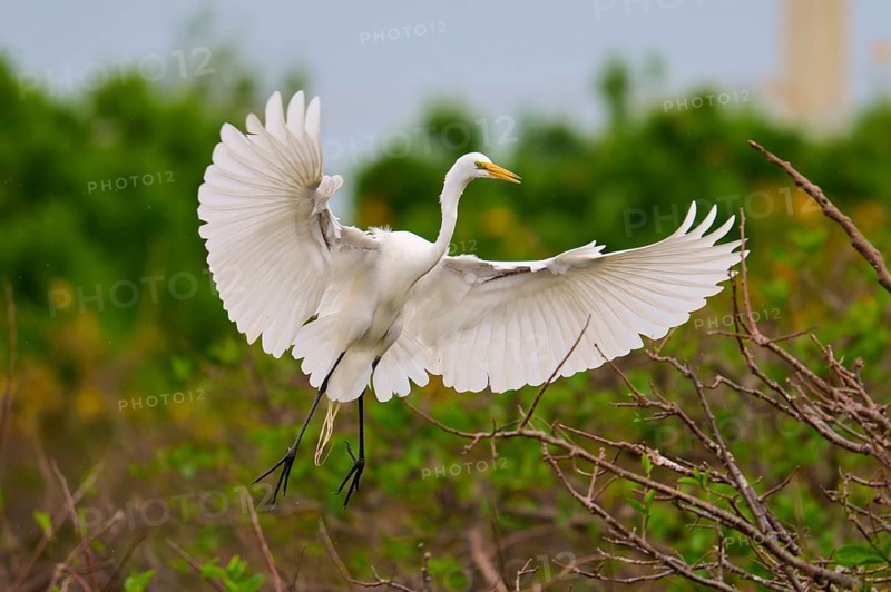A white egret spreads its wings over a branch in flight, Great Egret (Egretta alba), Wakodahatchee Wetlands, Delray Beach, Florida, USA