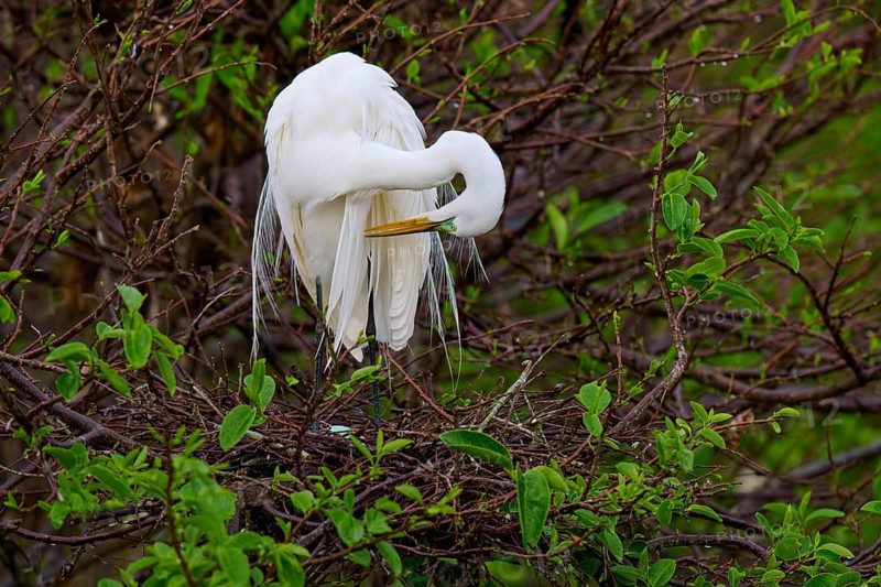 Great White Heron grooming its plumage in a green copse, Great Egret (Egretta alba), Wakodahatchee Wetlands, Delray Beach, Florida, USA