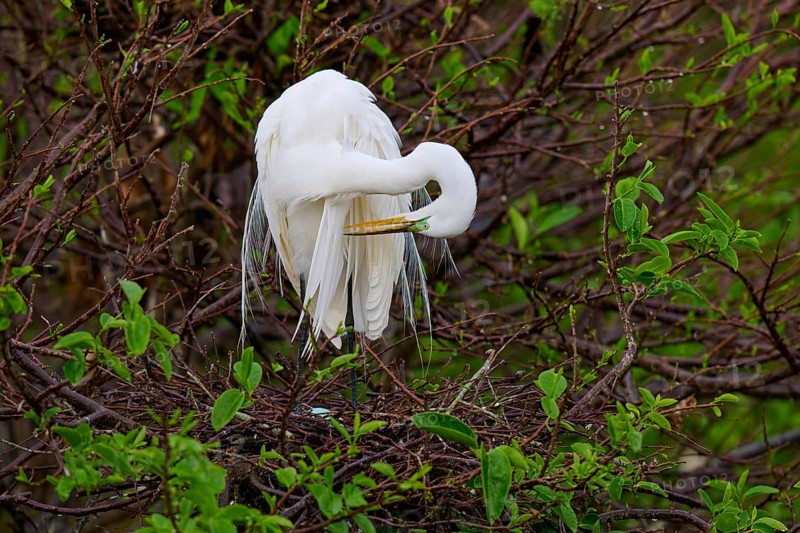 White heron grooming its plumage on a green branch, Great Egret (Egretta alba), Wakodahatchee Wetlands, Delray Beach, Florida, USA