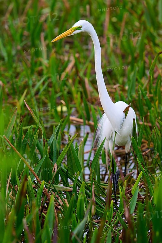 Slender white heron standing in the water between tall grasses, Great Egret (Egretta alba), Wakodahatchee Wetlands, Delray Beach, Florida, USA