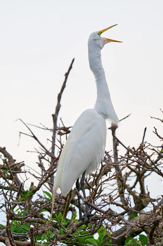 A white egret screams and stands on branches, Great Egret (Egretta alba), Wakodahatchee Wetlands, Delray Beach, Florida, USA