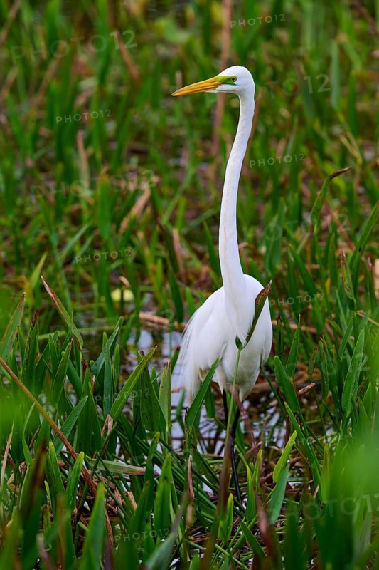 A tall, elegant white egret in a moist, green habitat, Great Egret (Egretta alba), Wakodahatchee Wetlands, Delray Beach, Florida, USA