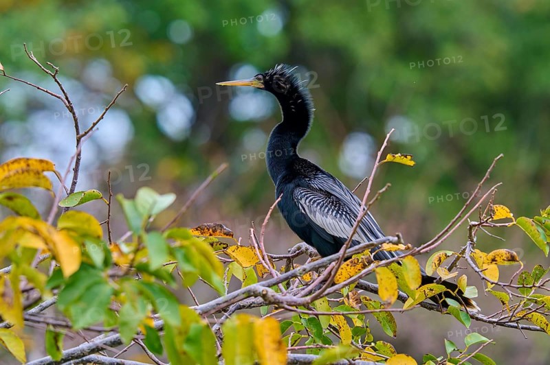 Bird sitting on a branch with green-yellow leaves against a blurred forest background, Darter (Anhinga anhinga), spring, Wakodahatchee Wetlands, Delray Beach, Florida, USA