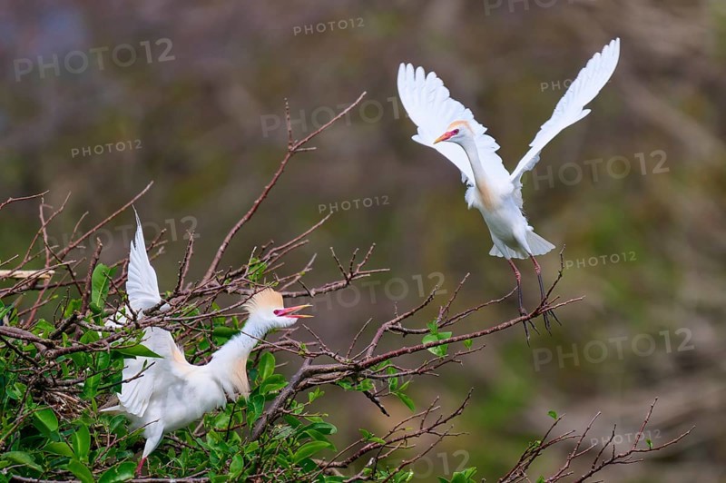 Two white birds on trees, one in the air, vivid scene, Cattle Egret (Bubulcus ibis), spring, Wakodahatchee Wetlands, Delray Beach, Florida, USA