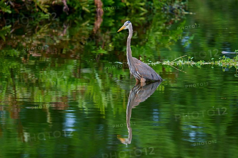 A heron stands in the water with a clear reflection surrounded by green vegetation, Canada Heron (Ardea herodias), spring, Wakodahatchee Wetlands, Delray Beach, Florida, USA