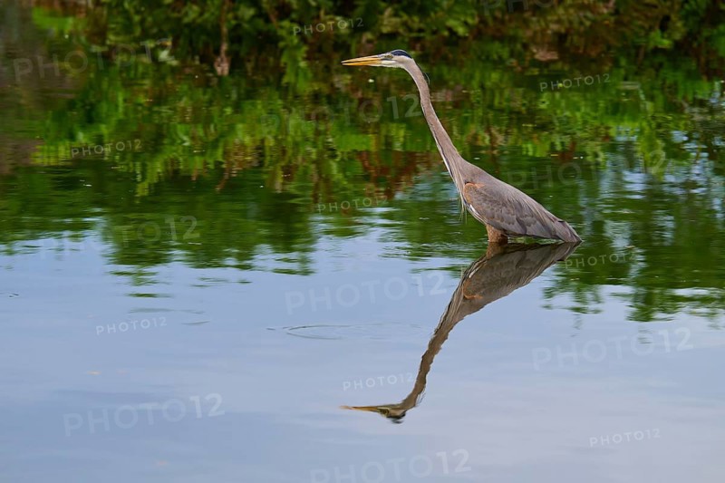 A heron stands in the water surrounded by green vegetation, its reflection clear on the surface, Canada Heron (Ardea herodias), spring, Wakodahatchee Wetlands, Delray Beach, Florida, USA