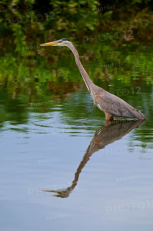 An elegant heron stands in the calm blue water, its reflection clearly visible, Canada Heron (Ardea herodias), spring, Wakodahatchee Wetlands, Delray Beach, Florida, USA