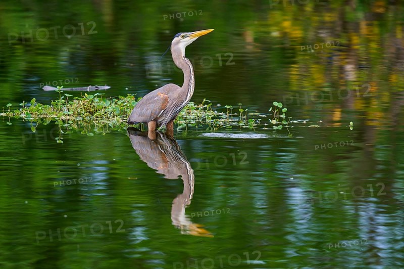 A heron is in the water with green plant surroundings, its reflection is perfectly visible, Canada Heron (Ardea herodias), spring, Wakodahatchee Wetlands, Delray Beach, Florida, USA