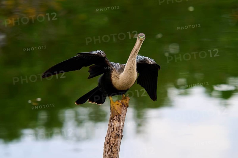 Bird spreading its wings on a tree trunk over calm water, Darter (Anhinga anhinga), spring, Wakodahatchee Wetlands, Delray Beach, Florida, USA