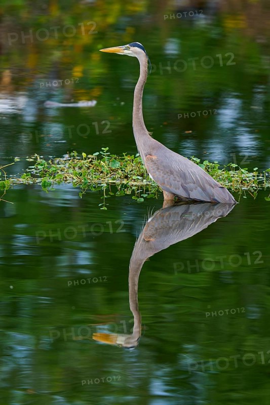 A heron stands in the water, surrounded by green nature and reflected in the clear water, Canada Heron (Ardea herodias), spring, Wakodahatchee Wetlands, Delray Beach, Florida, USA