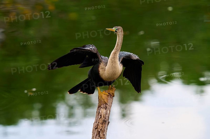 Bird spreading its wings on a tree trunk over calm water, Darter (Anhinga anhinga), spring, Wakodahatchee Wetlands, Delray Beach, Florida, USA