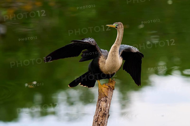 Bird spreading its wings on a tree trunk over calm water, Darter (Anhinga anhinga), spring, Wakodahatchee Wetlands, Delray Beach, Florida, USA